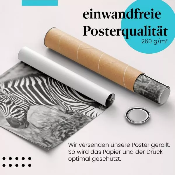 Zebra: Eleganz der Natur | Postereck 1183 Zebra: Eleganz der Natur | Postereck 1183