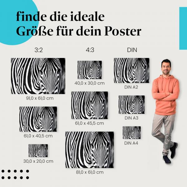 Zebra, Poster: Nahaufnahme, Streifen.