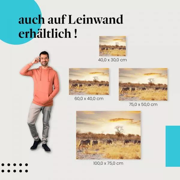 Zebraherde in der Abendsonne | Postereck 1248 Zebraherde in der Abendsonne | Postereck 1248