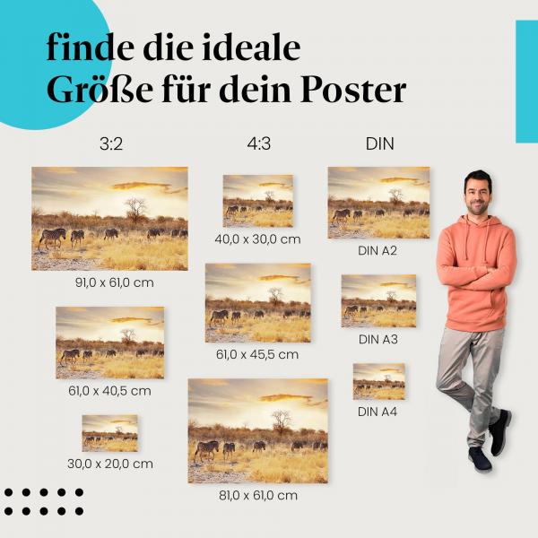 "Zebraherde in der Abendsonne": Afrika-Poster mit warmem Licht & Tieren