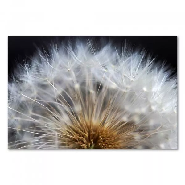 Makroaufnahme: Pusteblume vor Schwarz, Samenstände bereit zum Davonfliegen. Makroaufnahme: Pusteblume vor Schwarz, Samenstände bereit zum Davonfliegen.