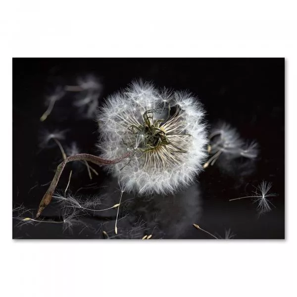 Pusteblume vor Schwarz, filigrane Samen, einige lösen sich & fliegen davon. Pusteblume vor Schwarz, filigrane Samen, einige lösen sich & fliegen davon.