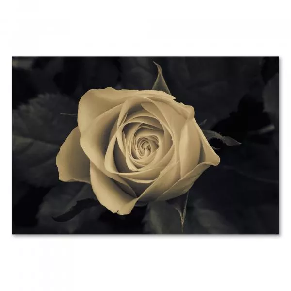 Einzelne Rose in Sepia, zart & romantisch. Dunkler Hintergrund verstärkt die nostalgische Stimmung. Einzelne Rose in Sepia, zart & romantisch. Dunkler Hintergrund verstärkt die nostalgische Stimmung.