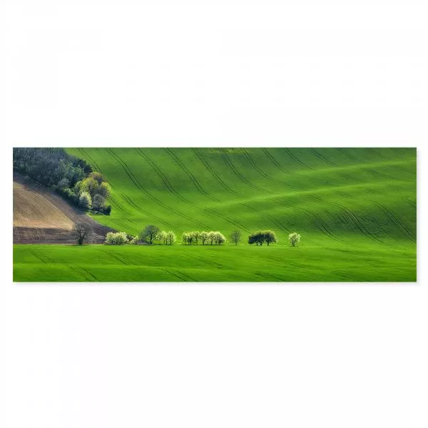 Grüne Hügel, blühende Bäume, klarer Himmel - ruhige & friedliche Landschaft. Grüne Hügel, blühende Bäume, klarer Himmel - ruhige & friedliche Landschaft.