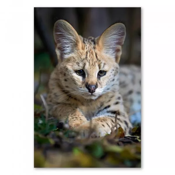 Junger Serval, geflecktes Fell & große Ohren, blickt aufmerksam. Junger Serval, geflecktes Fell & große Ohren, blickt aufmerksam.