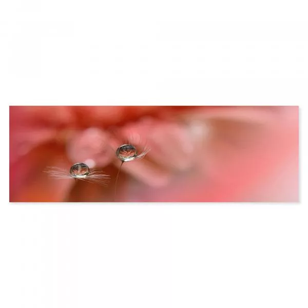 Zwei Pusteblumen mit Tautropfen, Sonnenlicht, rosa Hintergrund - romantisch. Zwei Pusteblumen mit Tautropfen, Sonnenlicht, rosa Hintergrund - romantisch.