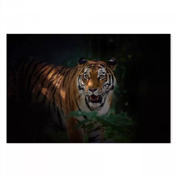 Tiger im Unterholz, orange-schwarze Streifen, leuchtende Augen - Nacht. Tiger im Unterholz, orange-schwarze Streifen, leuchtende Augen - Nacht.