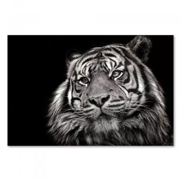 Schwarz-Weiß-Porträt: Tiger mit intensivem Blick vor schwarzem Hintergrund - kraftvoll. Schwarz-Weiß-Porträt: Tiger mit intensivem Blick vor schwarzem Hintergrund - kraftvoll.