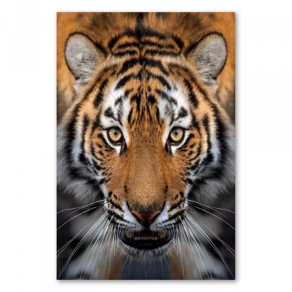 Nahaufnahme eines Tigers mit durchdringendem Blick, Fellzeichnung & Zähne. Nahaufnahme eines Tigers mit durchdringendem Blick, Fellzeichnung & Zähne.
