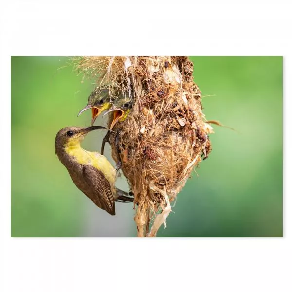 Zwei Vogelküken im Nest, strecken Schnäbel entgegen, Elternvogel füttert. Zwei Vogelküken im Nest, strecken Schnäbel entgegen, Elternvogel füttert.