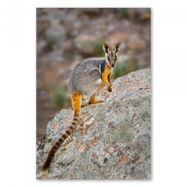 Gelbfuß-Felskänguru auf Felsen, Blick in Kamera, graues Fell, orangefarbene Beine. Gelbfuß-Felskänguru auf Felsen, Blick in Kamera, graues Fell, orangefarbene Beine.