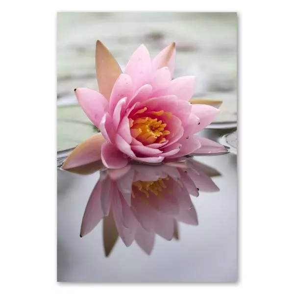 Rosa Wasserlilie spiegelt sich im Wasser eines Teichs - Naturschauspiel. Rosa Wasserlilie spiegelt sich im Wasser eines Teichs - Naturschauspiel.