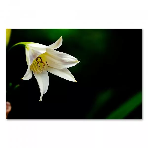 Einzelne weiße Lilie inmitten von sattem Grün. Zarte Blüten & Staubblätter. Einzelne weiße Lilie inmitten von sattem Grün. Zarte Blüten & Staubblätter.