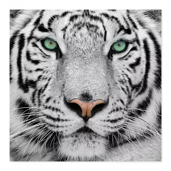 Ein weißer Tiger mit blauen Augen blickt direkt in die Kamera. Sein Fell mit Streifen ist beeindruckend. Ein weißer Tiger mit blauen Augen blickt direkt in die Kamera. Sein Fell mit Streifen ist beeindruckend.