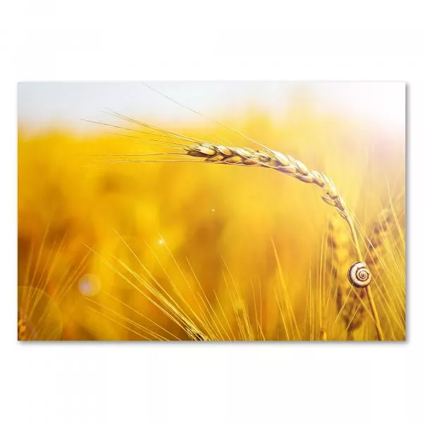 Sonnenuntergang, Feld goldener Weizenähren, kleine Schnecke kriecht an Ähre. Sonnenuntergang, Feld goldener Weizenähren, kleine Schnecke kriecht an Ähre.