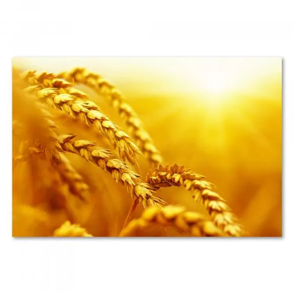 Goldene Weizenähren im Sonnenuntergang - Nahaufnahme. Warme Farben, schöne Textur. Goldene Weizenähren im Sonnenuntergang - Nahaufnahme. Warme Farben, schöne Textur.