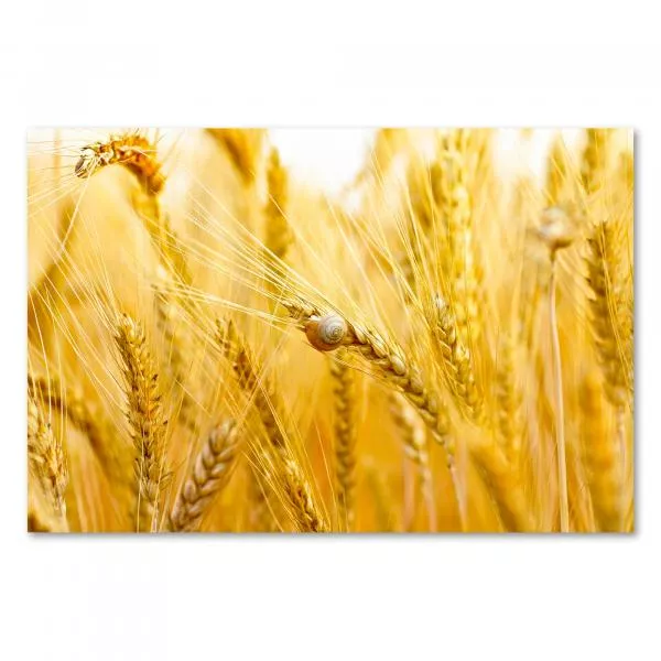 Goldene Weizenähren wiegen sich im Wind, kleine Schnecke im Getreide. Goldene Weizenähren wiegen sich im Wind, kleine Schnecke im Getreide.
