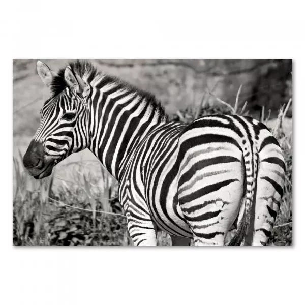 Die Eleganz eines Zebras in freier Wildbahn, eingefangen in einem zeitlosen Schwarzweiß-Foto. Die Eleganz eines Zebras in freier Wildbahn, eingefangen in einem zeitlosen Schwarzweiß-Foto.