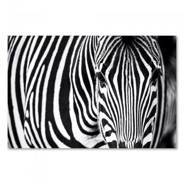 Zebra, Nahaufnahme, charakteristische Streifen. Zebra, Nahaufnahme, charakteristische Streifen.