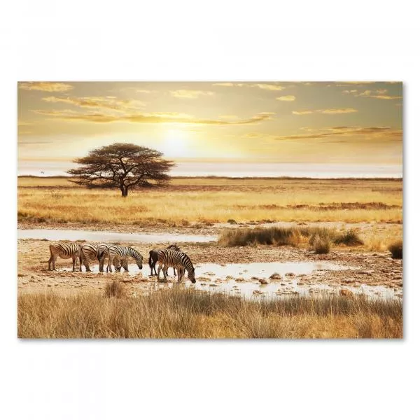 Gruppe Zebras löscht Durst am Wasserloch in der Savanne, einzelner Baum und untergehende Sonne im Hintergrund. Gruppe Zebras löscht Durst am Wasserloch in der Savanne, einzelner Baum und untergehende Sonne im Hintergrund.